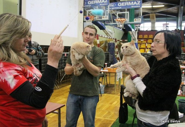 Gala kocich piękności (zdjęcia)