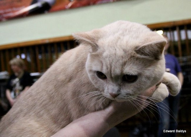 Gala kocich piękności (zdjęcia)