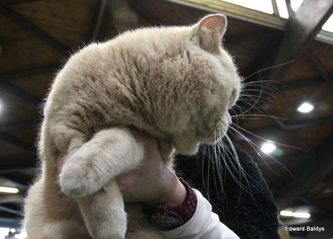 Gala kocich piękności (zdjęcia)