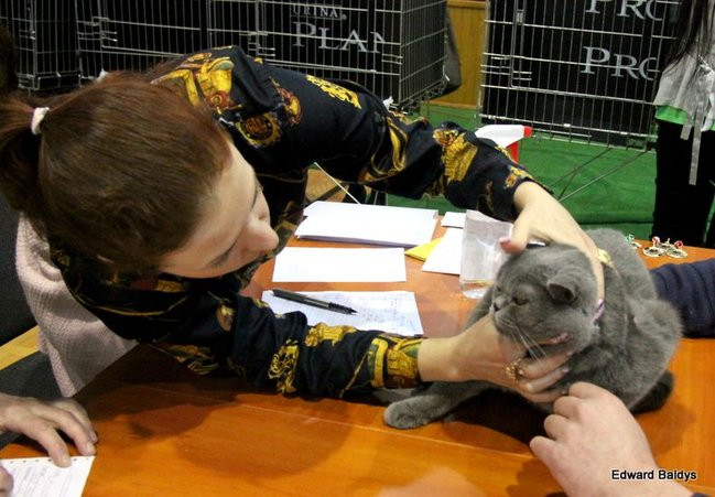 Gala kocich piękności (zdjęcia)