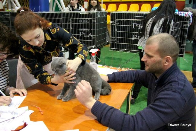 Gala kocich piękności (zdjęcia)