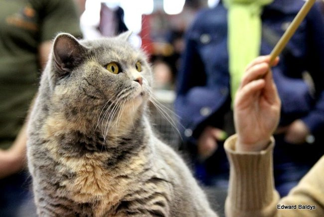 Gala kocich piękności (zdjęcia)
