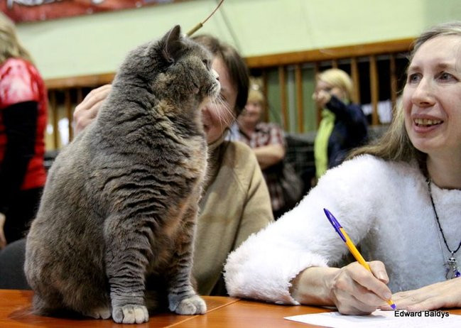 Gala kocich piękności (zdjęcia)