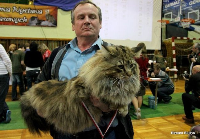 Gala kocich piękności (zdjęcia)