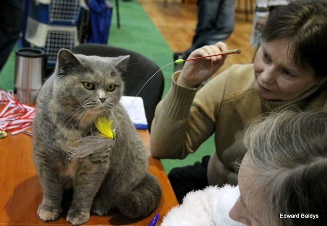 Gala kocich piękności (zdjęcia)