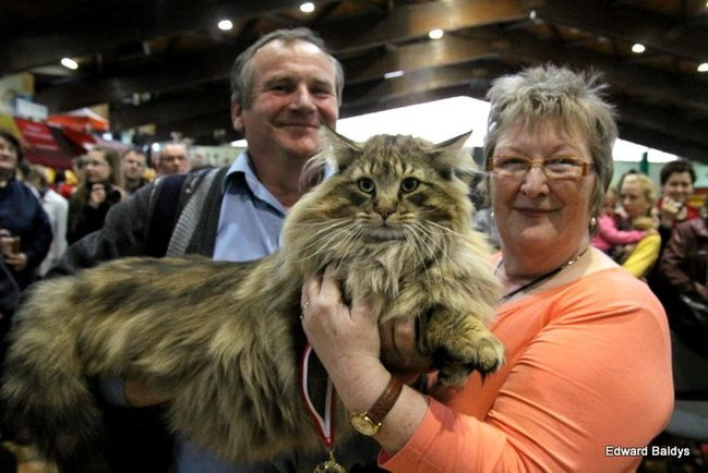 Gala kocich piękności (zdjęcia)