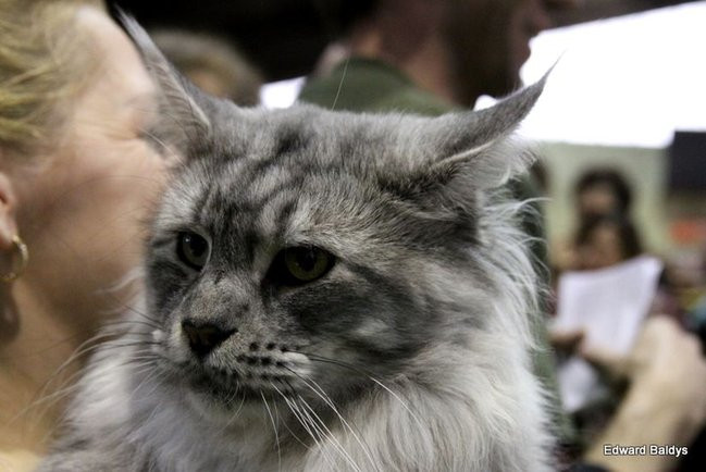 Gala kocich piękności (zdjęcia)