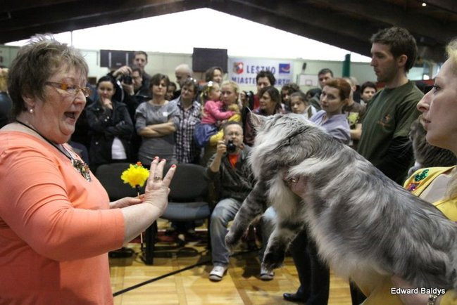Gala kocich piękności (zdjęcia)