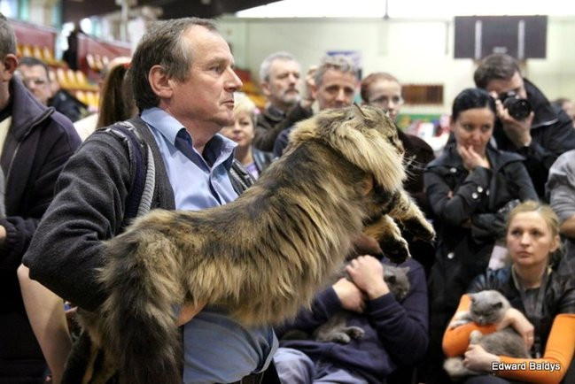 Gala kocich piękności (zdjęcia)