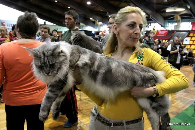 Gala kocich piękności (zdjęcia)