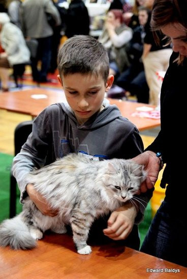 Gala kocich piękności (zdjęcia)