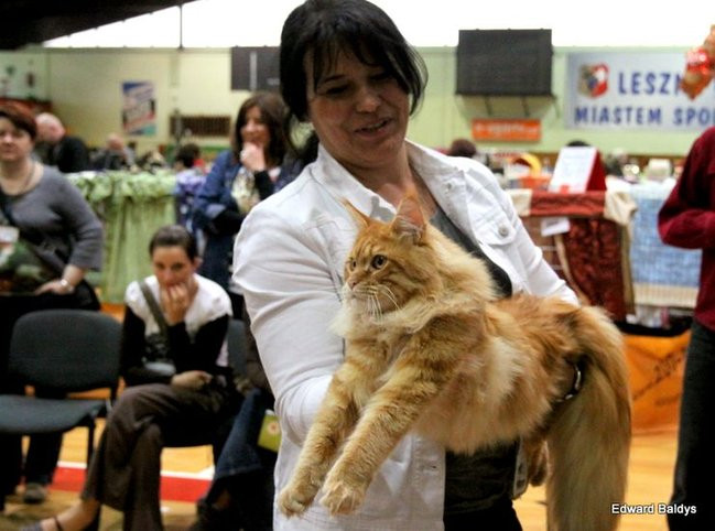 Gala kocich piękności (zdjęcia)