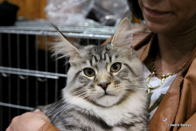 Gala kocich piękności (zdjęcia)