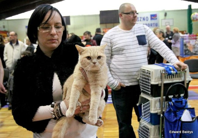 Gala kocich piękności (zdjęcia)