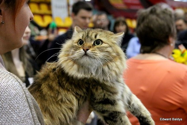 Gala kocich piękności (zdjęcia)