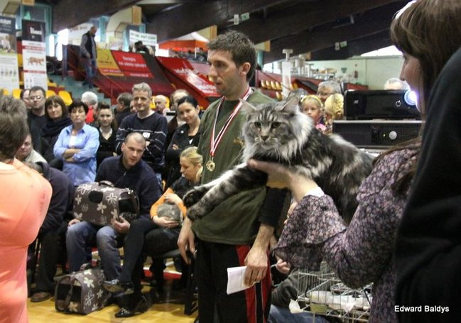 Gala kocich piękności (zdjęcia)