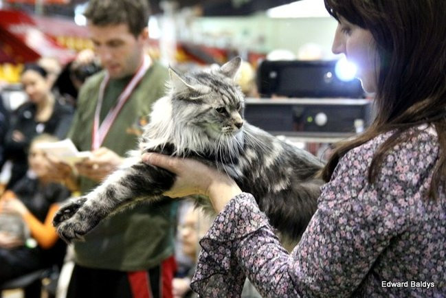 Gala kocich piękności (zdjęcia)