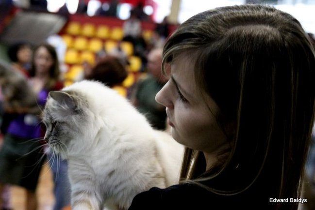 Gala kocich piękności (zdjęcia)