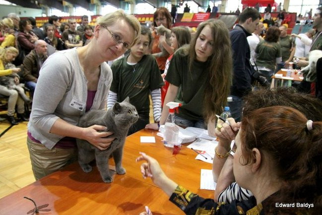 Gala kocich piękności (zdjęcia)