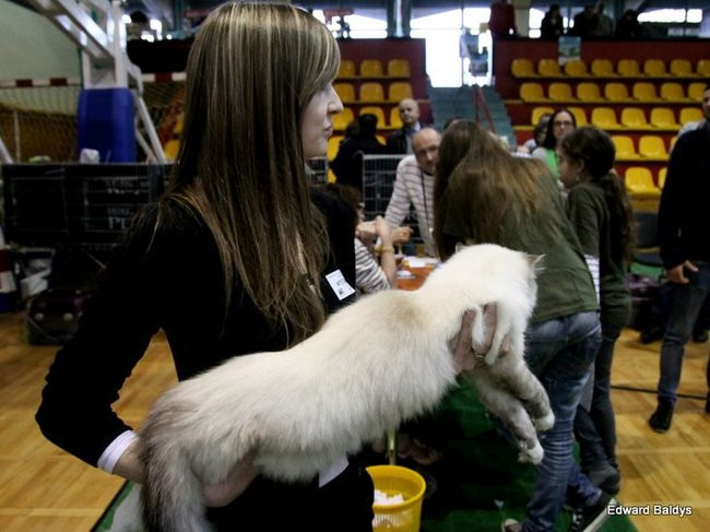 Gala kocich piękności (zdjęcia)