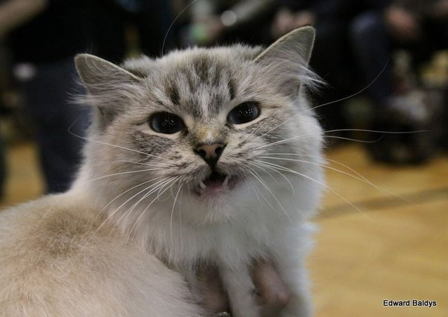 Gala kocich piękności (zdjęcia)