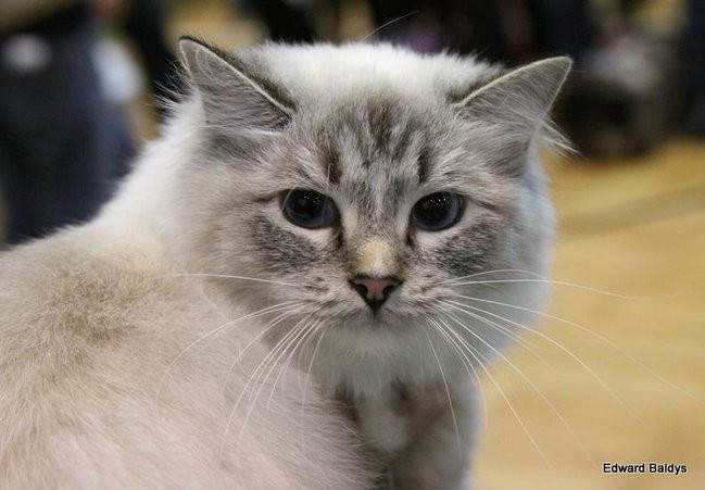 Gala kocich piękności (zdjęcia)