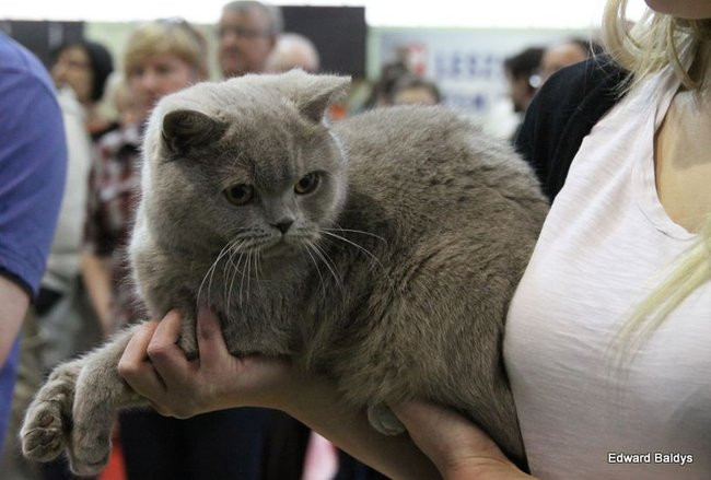 Gala kocich piękności (zdjęcia)