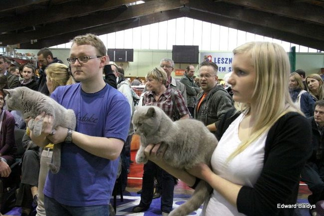 Gala kocich piękności (zdjęcia)