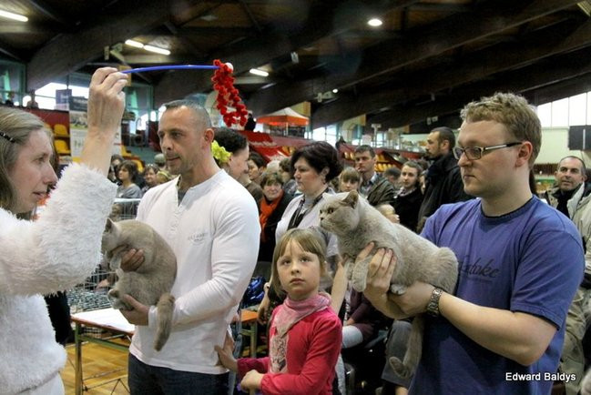 Gala kocich piękności (zdjęcia)