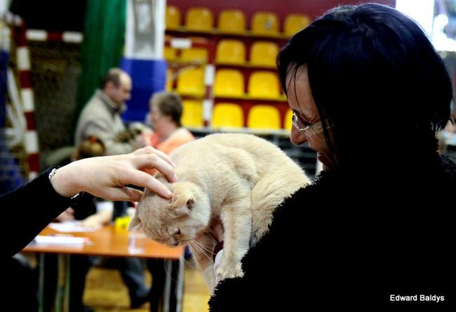 Gala kocich piękności (zdjęcia)