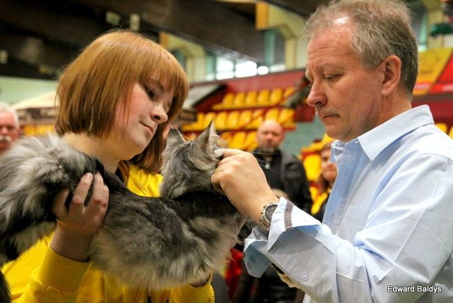 Gala kocich piękności (zdjęcia)