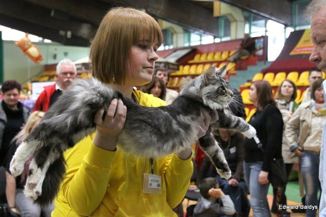 Gala kocich piękności (zdjęcia)
