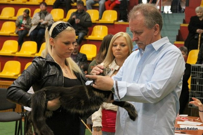 Gala kocich piękności (zdjęcia)