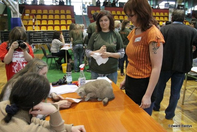 Gala kocich piękności (zdjęcia)
