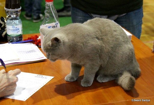 Gala kocich piękności (zdjęcia)