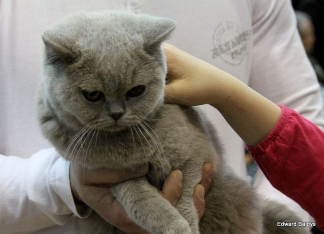 Gala kocich piękności (zdjęcia)