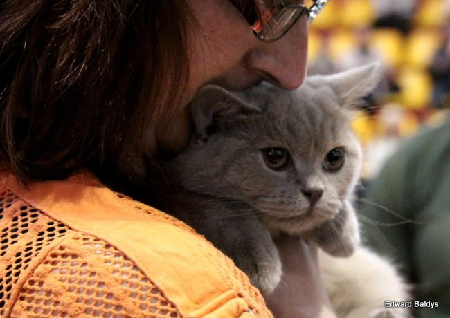 Gala kocich piękności (zdjęcia)