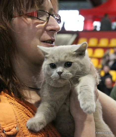 Gala kocich piękności (zdjęcia)