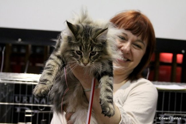 Gala kocich piękności (zdjęcia)