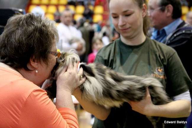 Gala kocich piękności (zdjęcia)