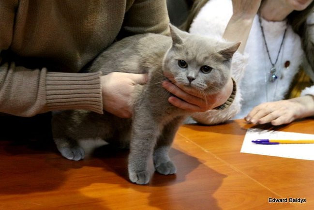 Gala kocich piękności (zdjęcia)