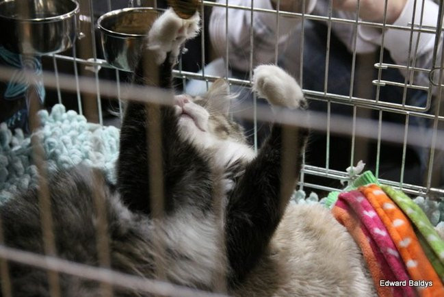 Gala kocich piękności (zdjęcia)