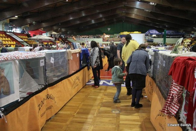 Gala kocich piękności (zdjęcia)