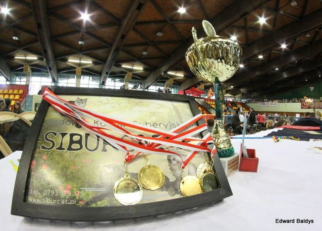 Gala kocich piękności (zdjęcia)