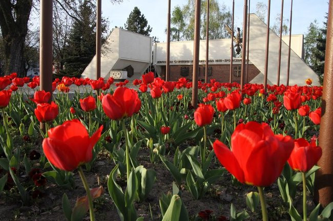 Leszno w tulipanach (zdjęcia)