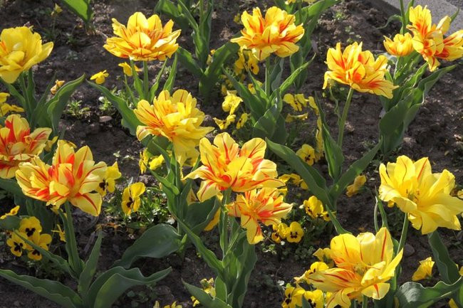 Leszno w tulipanach (zdjęcia)