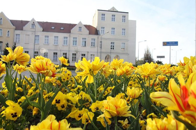 Leszno w tulipanach (zdjęcia)