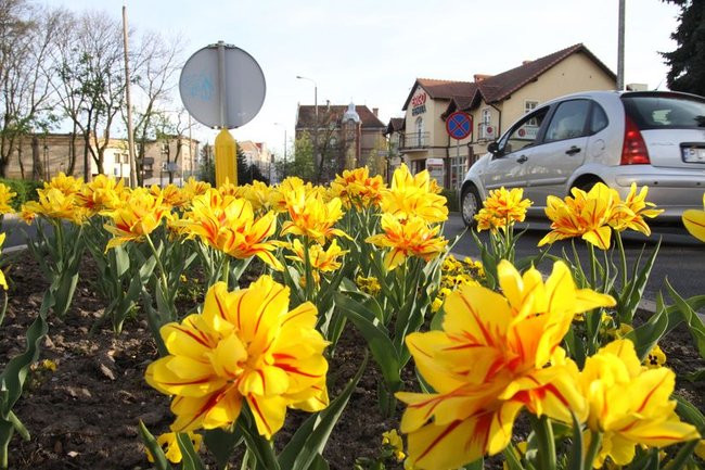 Leszno w tulipanach (zdjęcia)