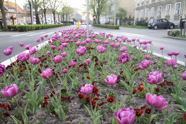 Leszno w tulipanach (zdjęcia)
