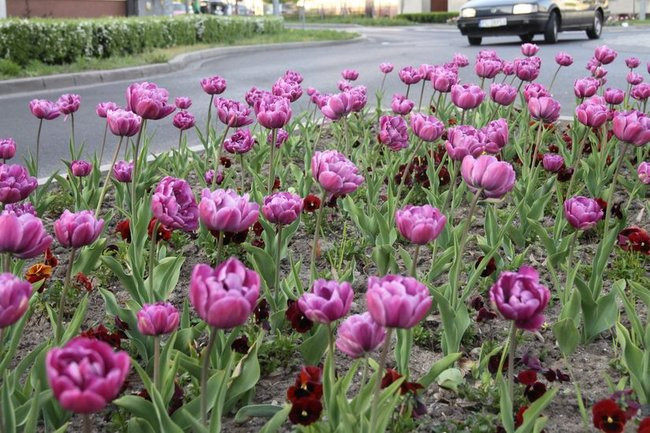 Leszno w tulipanach (zdjęcia)